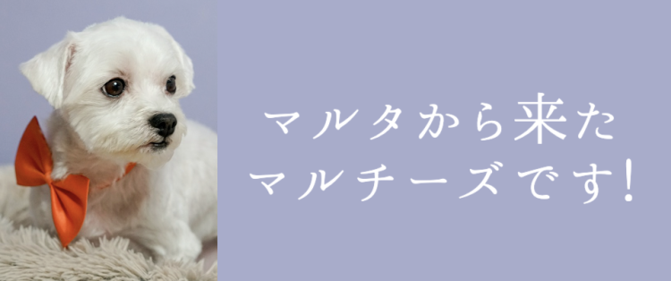 マルチーズ好き集合してください！